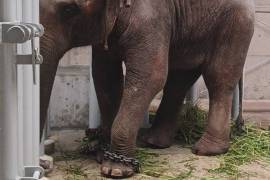 Export and Import Animal Services in Thailand, Thailand, 10230