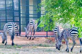 Export and Import Animal Services in Thailand, Thailand, 10230