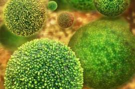 Allergic Inflammation, United States, 77090