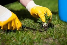 Weeding Services Sunshine Coast, Australia, 4575