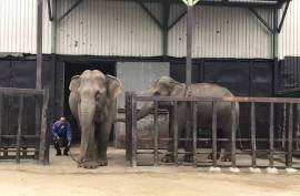 Animal Exchange Services in Thailand, Thailand, 10230