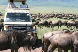 Kenya Tanzania Combine Budget Safaris, Kenya, 00300