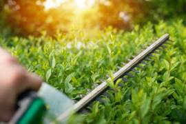 Hedge Trimming Services, Australia, 4575