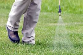 Chinch bug treatment in Florida  , United States, 32703